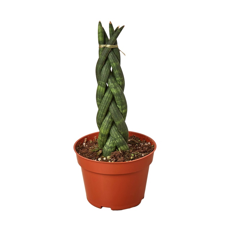 Snake Plant Braided – 4 Pot – NURSERY POT ONLY