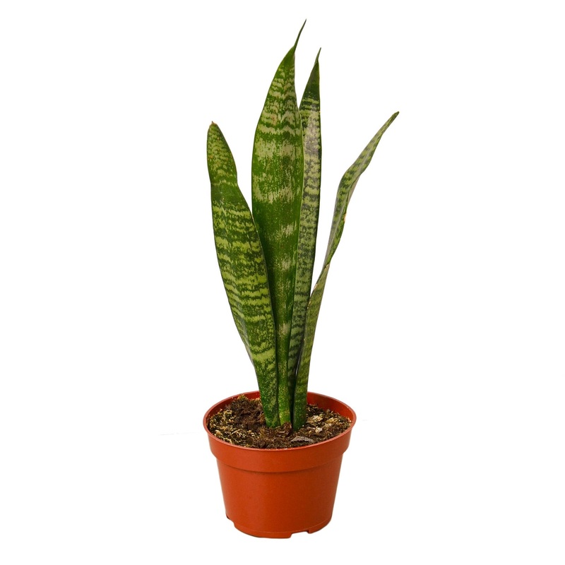 Snake Plant ‘Zeylanica’ – 4 Pot – NURSERY POT ONLY