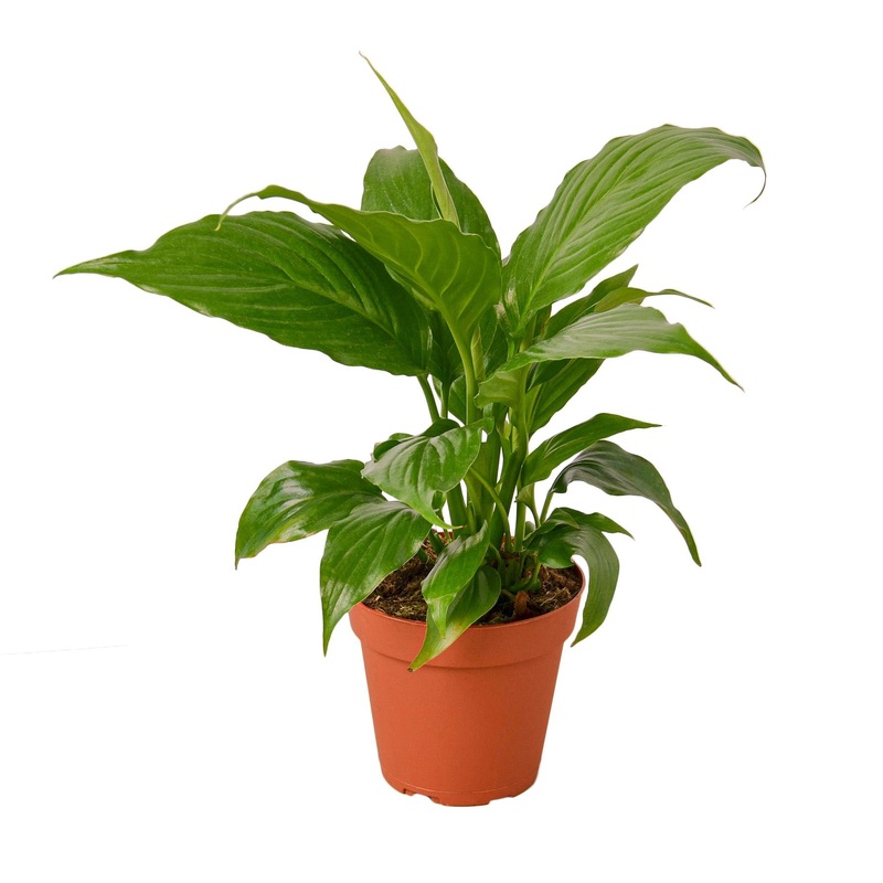 Spathiphyllum ‘Peace Lily’ – 4 Pot – NURSERY POT ONLY