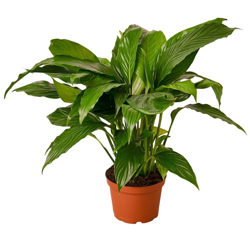 Spathiphyllum ‘Peace Lily’ – 6 Pot – NURSERY POT ONLY