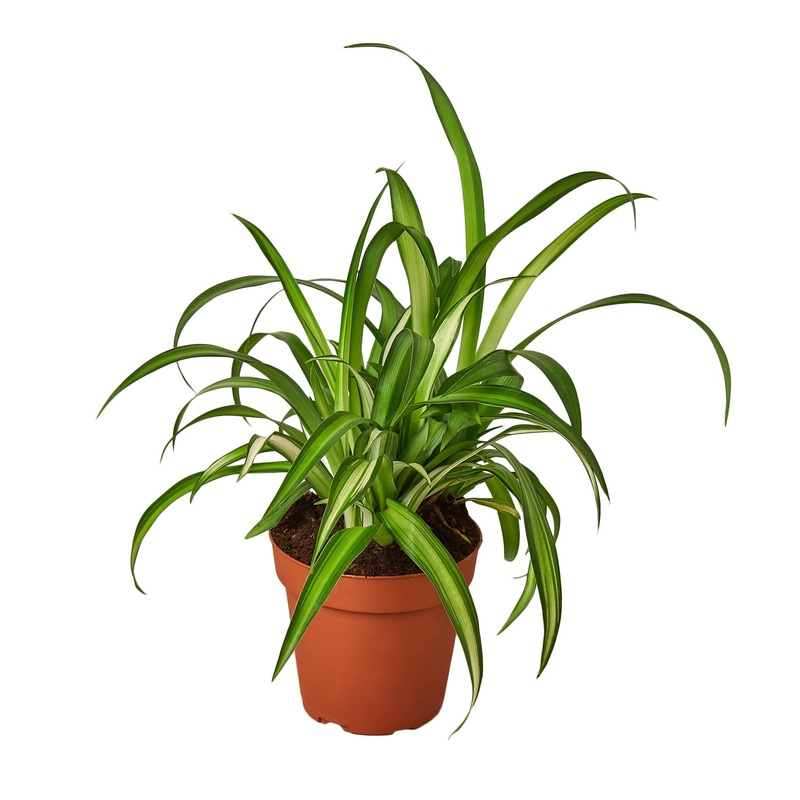 Spider Plant Hawaiian – 4 Pot – NURSERY POT ONLY