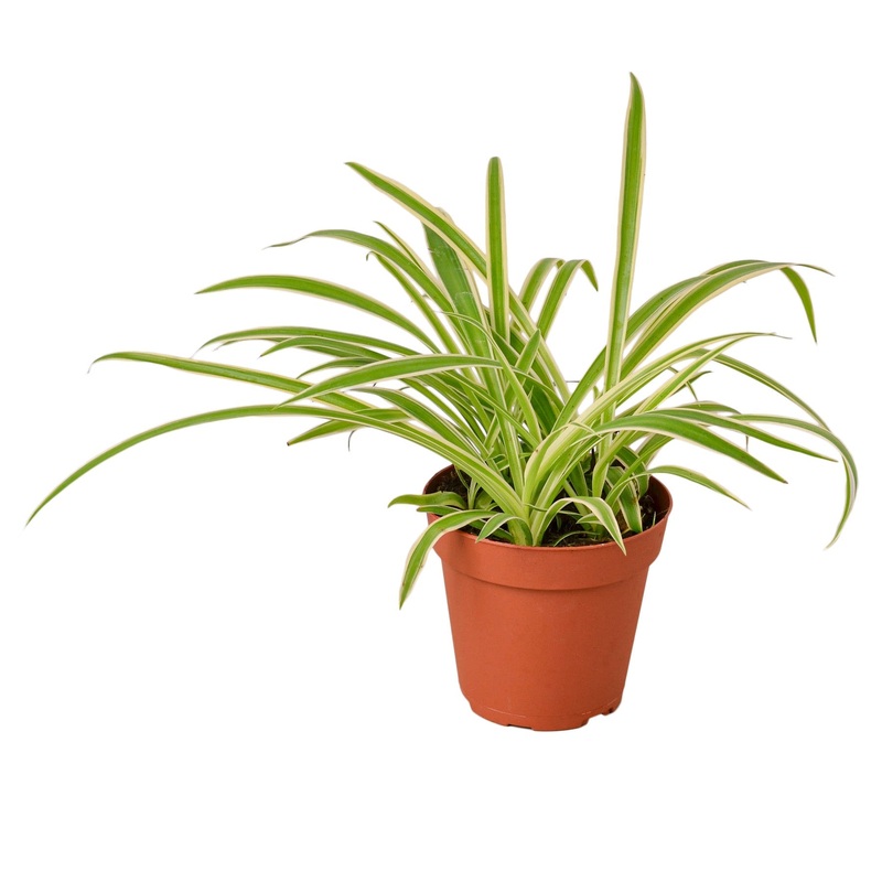 Spider Plant Reverse – 4 Pot – NURSERY POT ONLY