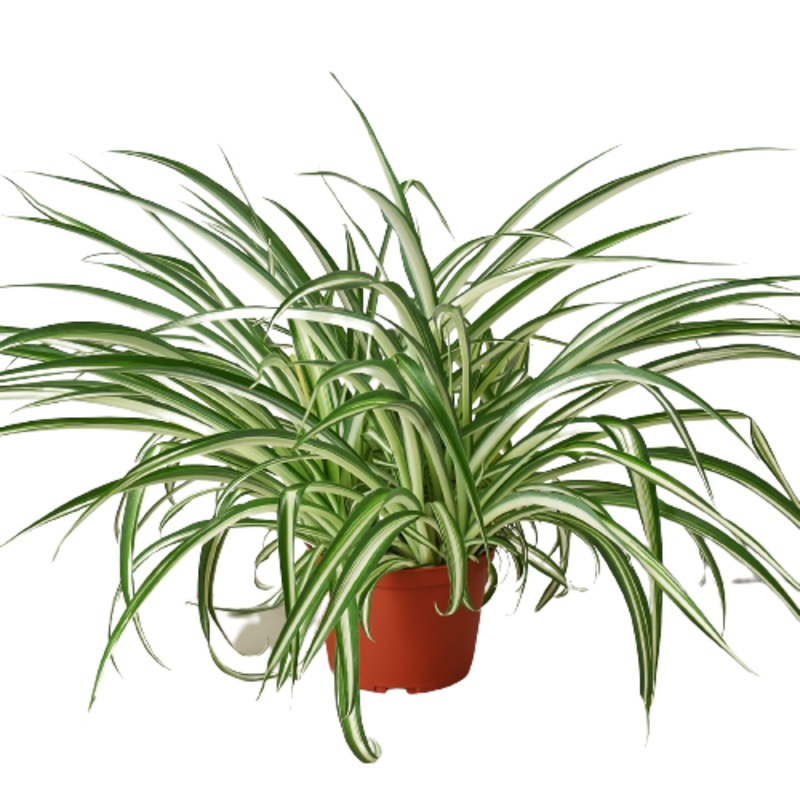 Spider Plant Reverse – 6 Pot – NURSERY POT ONLY