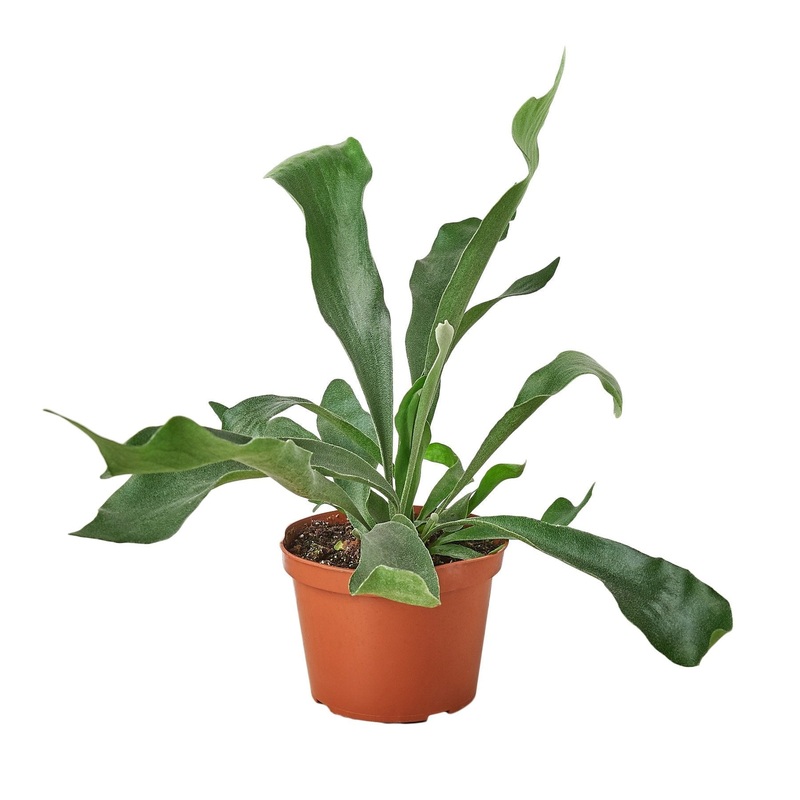 Staghorn Fern – 6 Pot – NURSERY POT ONLY