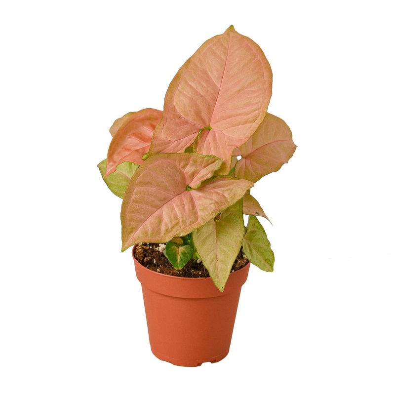 Syngonium Strawberry – 4 Pot – NURSERY POT ONLY