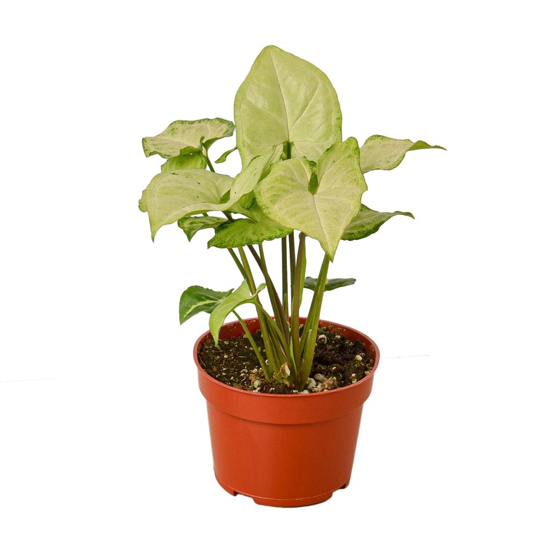 Syngonium White Butterfly – 4 Pot – NURSERY POT ONLY