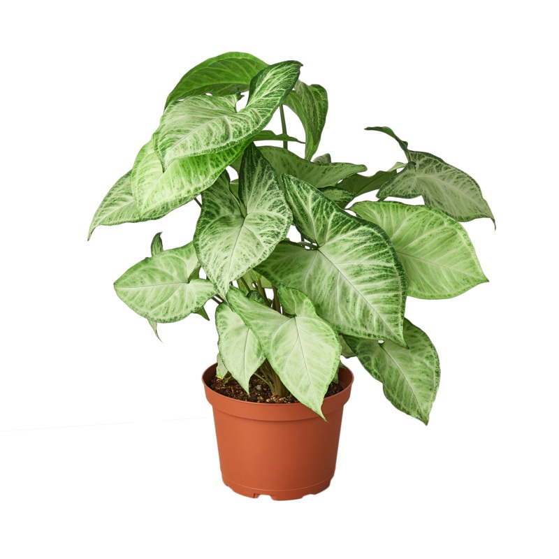 Syngonium White Butterfly – 6 Pot – NURSERY POT ONLY