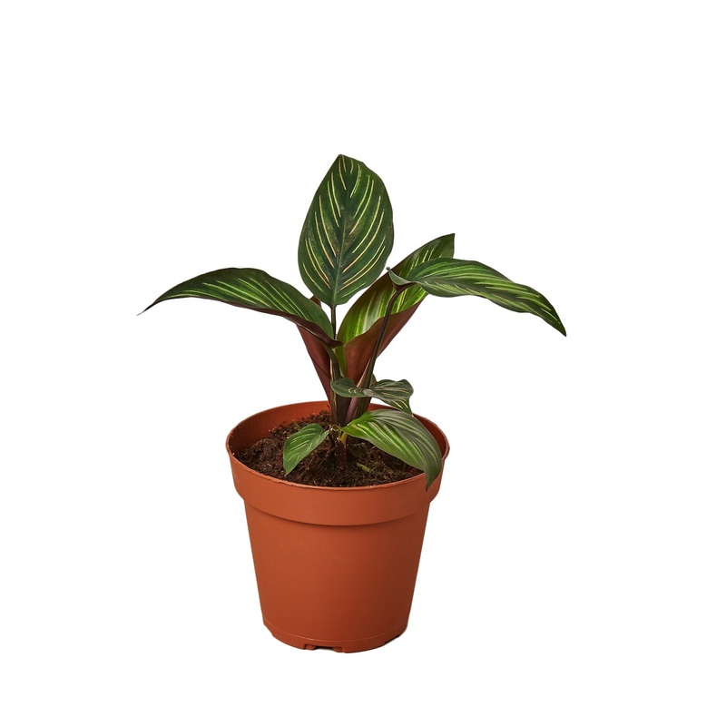 Calathea ‘Beauty Star’ – 4 Pot – NURSERY POT ONLY