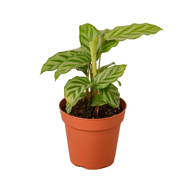 Calathea Concinna ‘Freddie’ – 4 Pot – NURSERY POT ONLY
