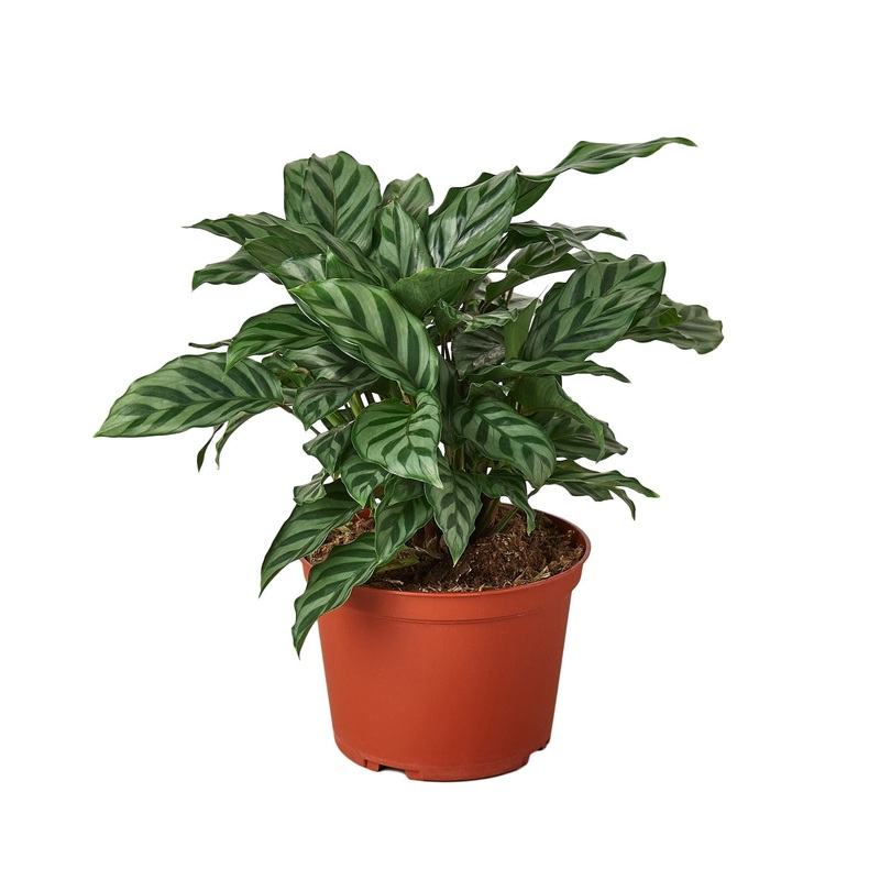 Calathea Concinna ‘Freddie’ – 6 Pot – NURSERY POT ONLY