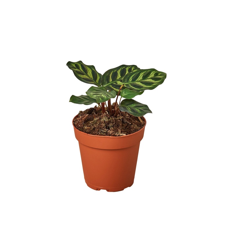 Calathea ‘Makoyana’ – 6 Pot – NURSERY POT ONLY