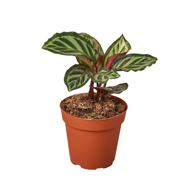 Calathea ‘Peacock’ – 4 Pot – NURSERY POT ONLY