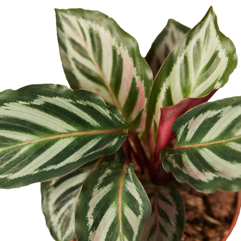 Calathea ‘Peacock’ – 6 Pot – NURSERY POT ONLY