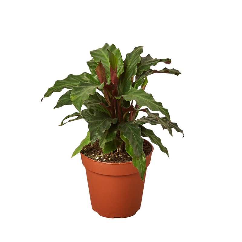 Calathea Rufibarba ‘Furry Feather’ – 4 Pot – NURSERY POT ONLY