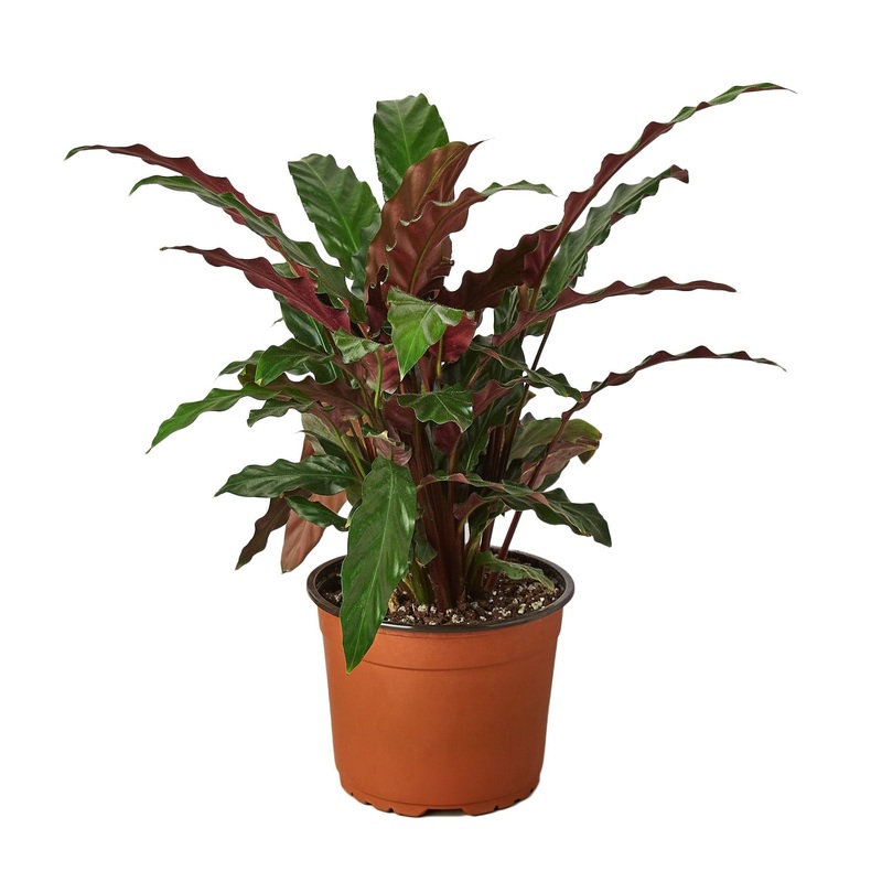 Calathea Rufibarba ‘Furry Feather’ – 6 Pot – NURSERY POT ONLY