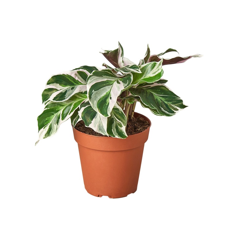 Calathea ‘White Fusion’ – 6 Pot – NURSERY POT ONLY