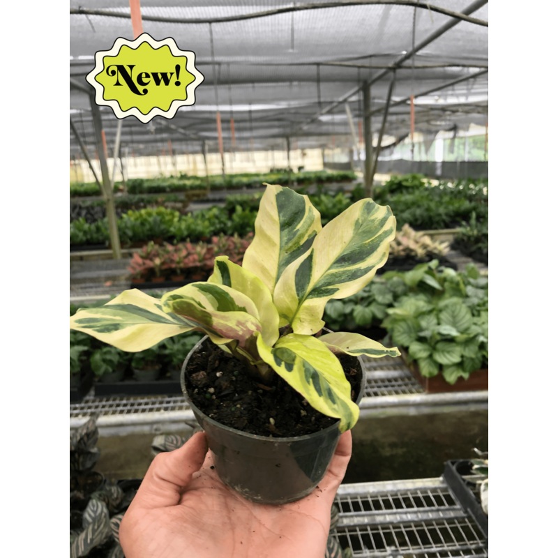 Calathea ‘Yellow Fusion’|4″ Pot