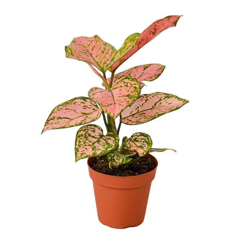 Chinese Evergreen ‘Lady Valentine’ – 4 Pot – NURSERY POT ONLY