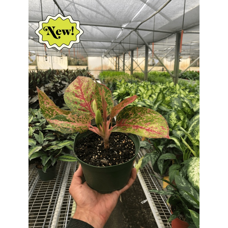 Chinese Evergreen ‘Starburst’|6″ Pot