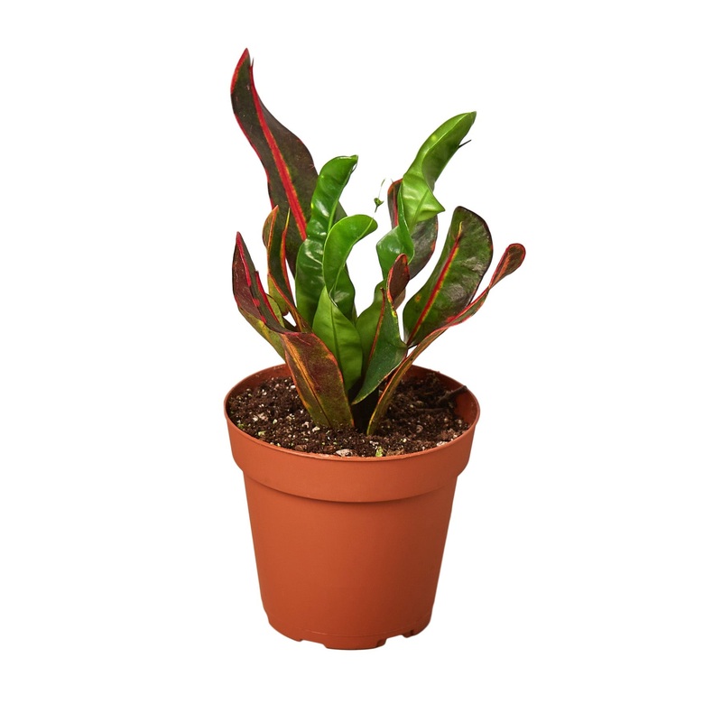 Croton ‘Mammy’ – 4 Pot – NURSERY POT ONLY
