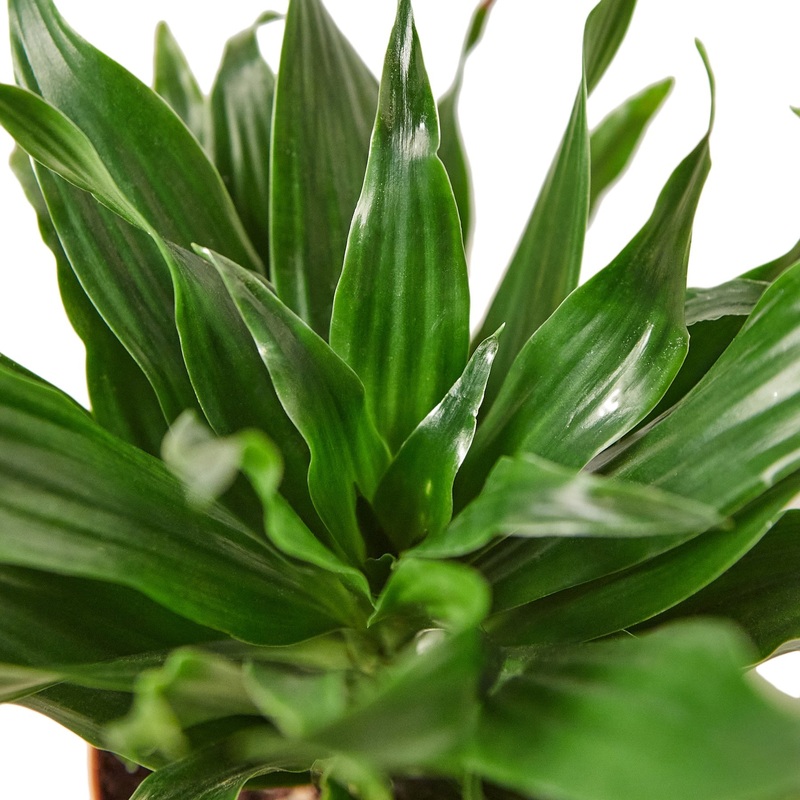 Dracaena ‘Janet Craig’ – 6 Pot – NURSERY POT ONLY