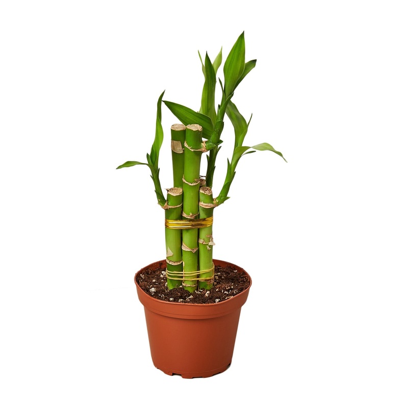 Dracaena ‘Lucky Bamboo’ – 4 Pot – NURSERY POT ONLY