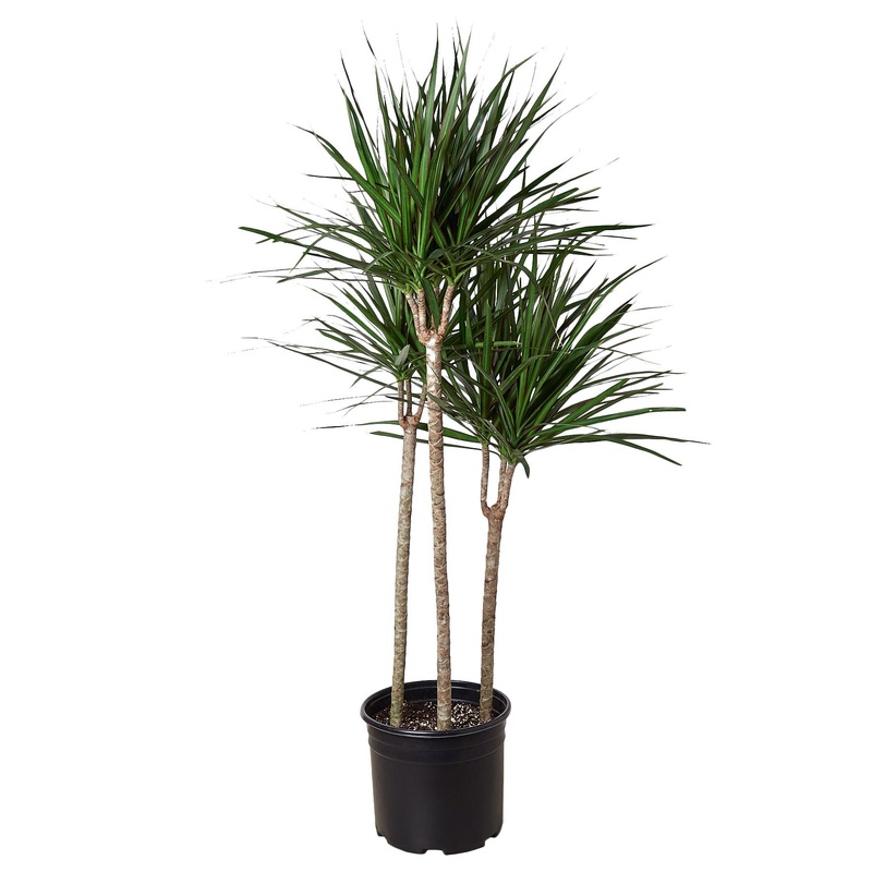 Dracaena Marginata Cane – 10 Pot
