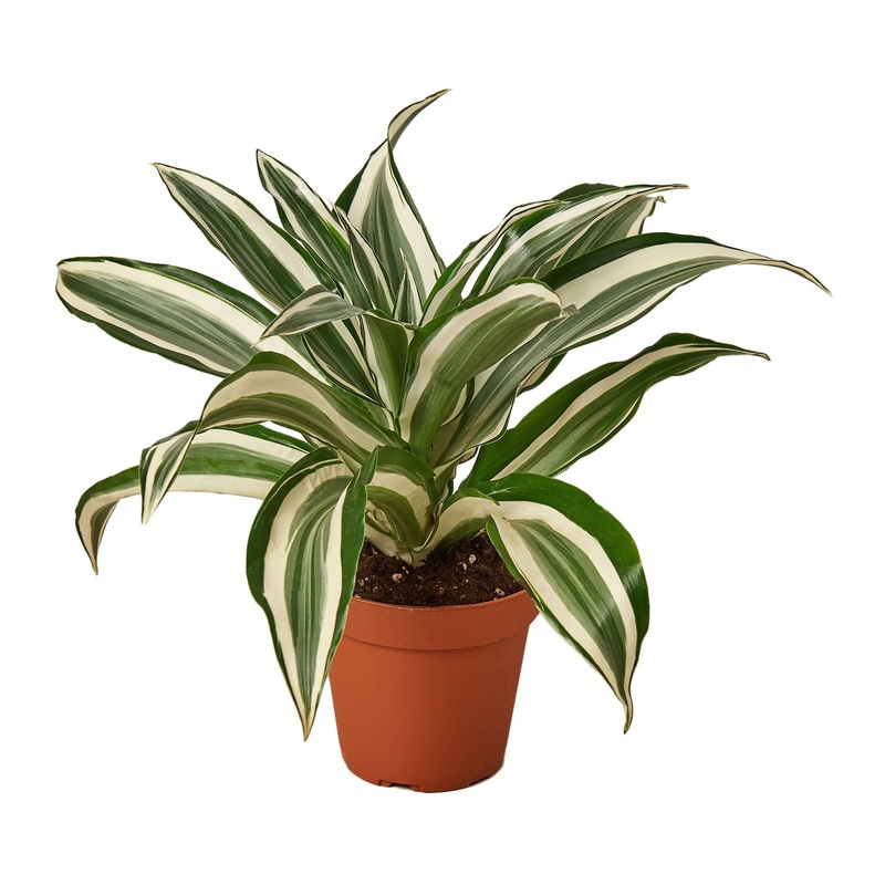 Dracaena ‘Warneckii White Jewel’ – 4 Pot – NURSERY POT ONLY