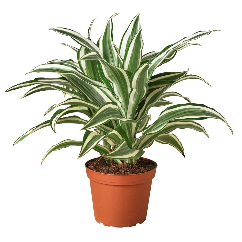 Dracaena ‘Warneckii White Jewel’ – 6 Pot – NURSERY POT ONLY