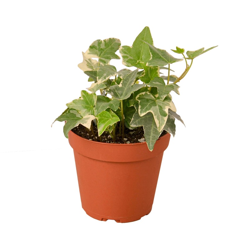 English Ivy ‘Glacier’ – 4 Pot – NURSERY POT ONLY