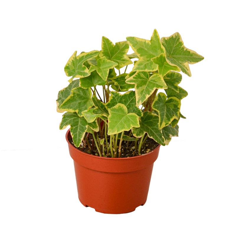 English Ivy Gold Child – 4 Pot – NURSERY POT ONLY
