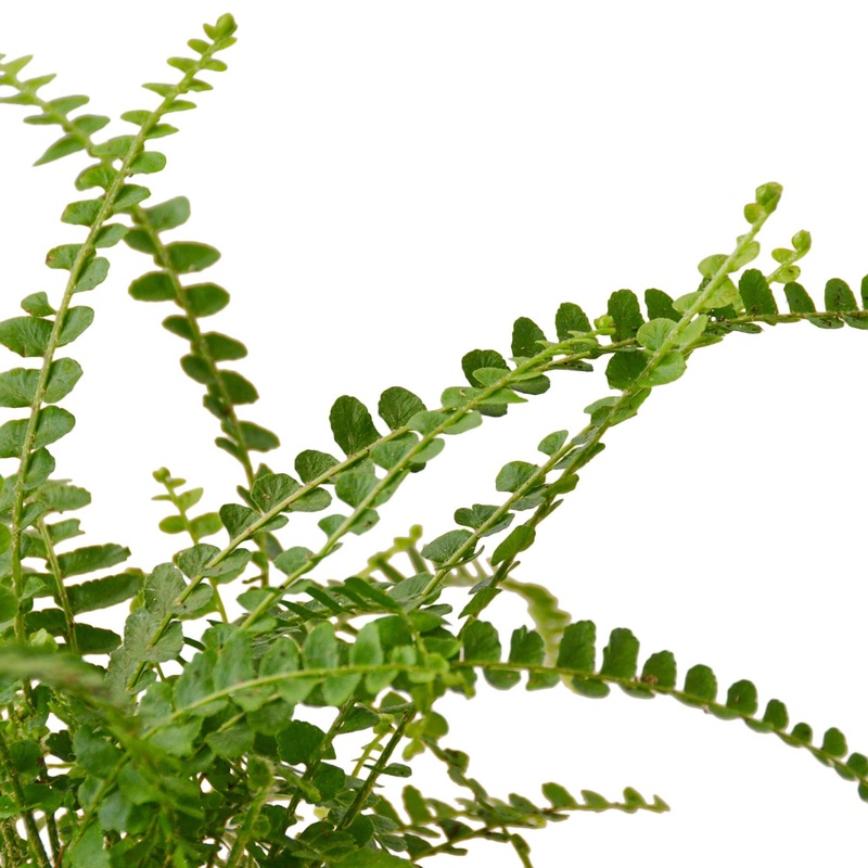 Fern ‘Lemon Button’ – 6 Pot – NURSERY POT ONLY