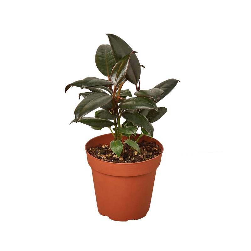 Ficus Elastica ‘Burgundy’ – 6 Pot – NURSERY POT ONLY