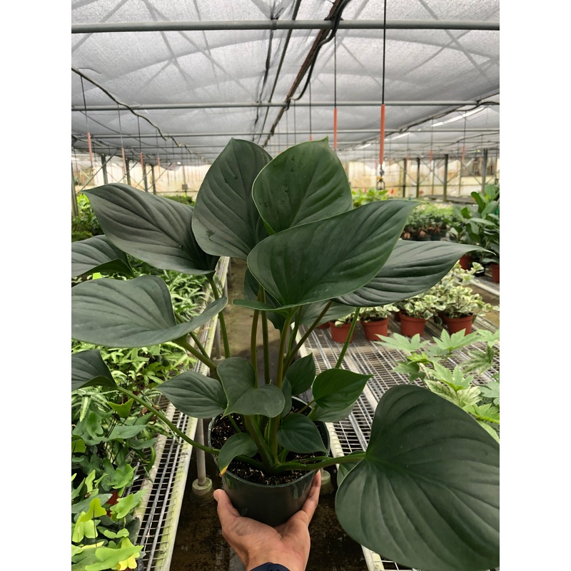 Homalomena ‘Emerald Gem’|6″ Pot