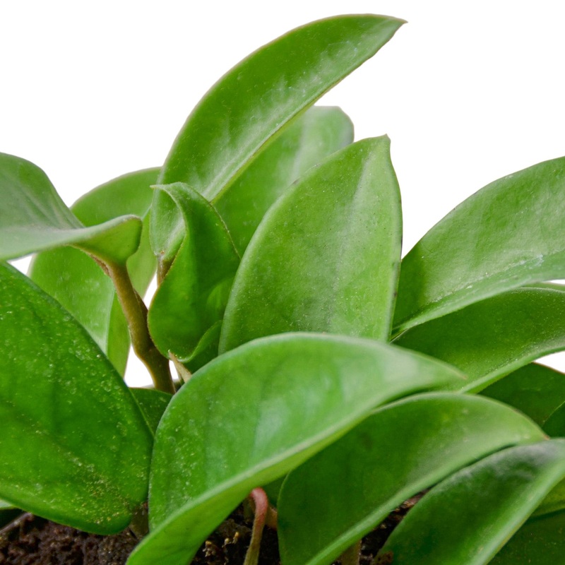 Hoya Carnosa – 6 Pot – NURSERY POT ONLY
