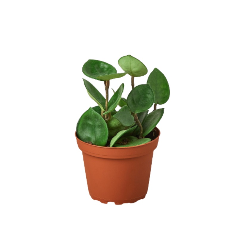 Hoya Carnosa ‘Chelsea’ – 4 Pot – NURSERY POT ONLY
