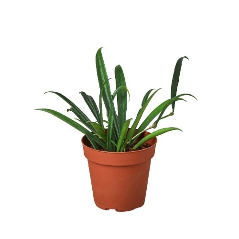 Hoya ‘String Bean’ – 4 Pot – NURSERY POT ONLY