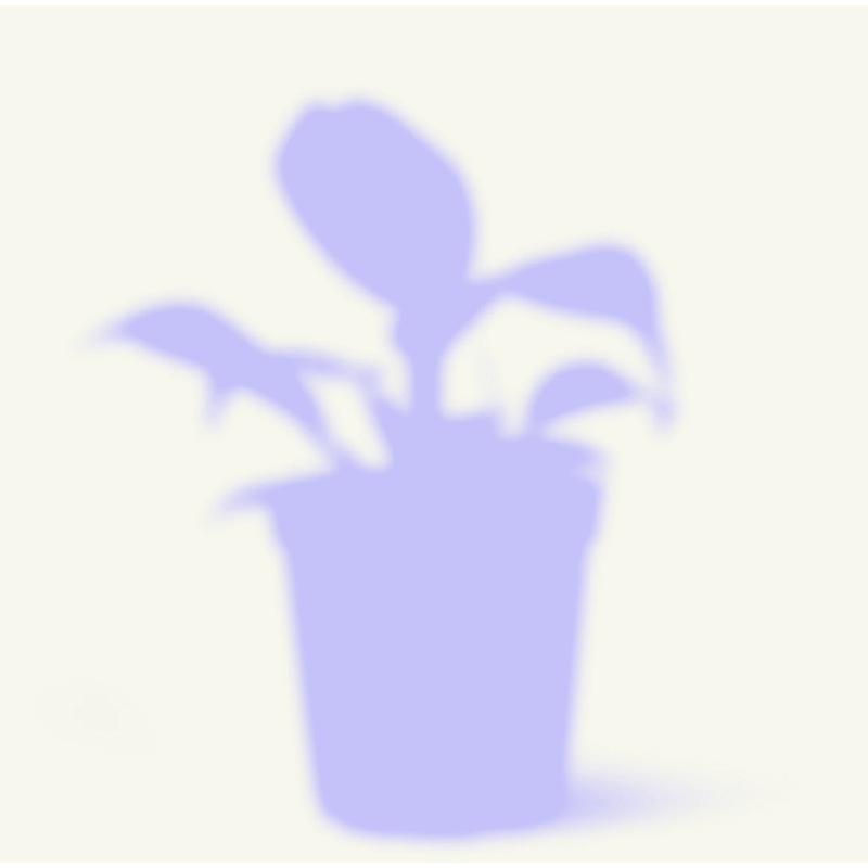 Mystery Plant|Grow Pot|Assorted