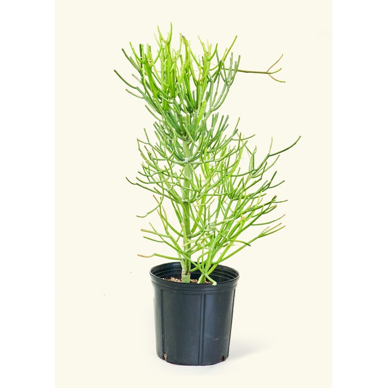 Pencil Cactus, XL|Grow Pot