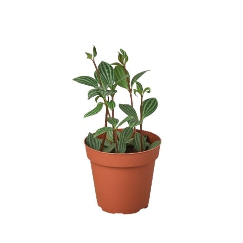 Peperomia ‘Parallel’ – 4 Pot – NURSERY POT ONLY