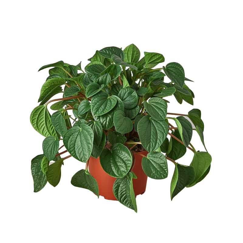 Peperomia ‘Rana Verde’ – 6 Pot – NURSERY POT ONLY