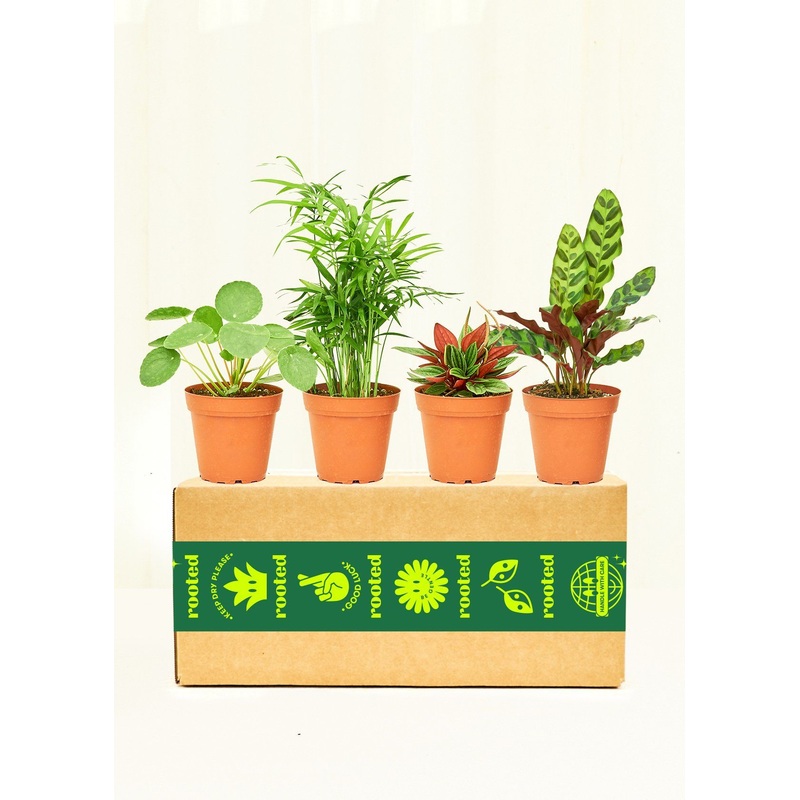Pet-Friendly Assorted Box|SM