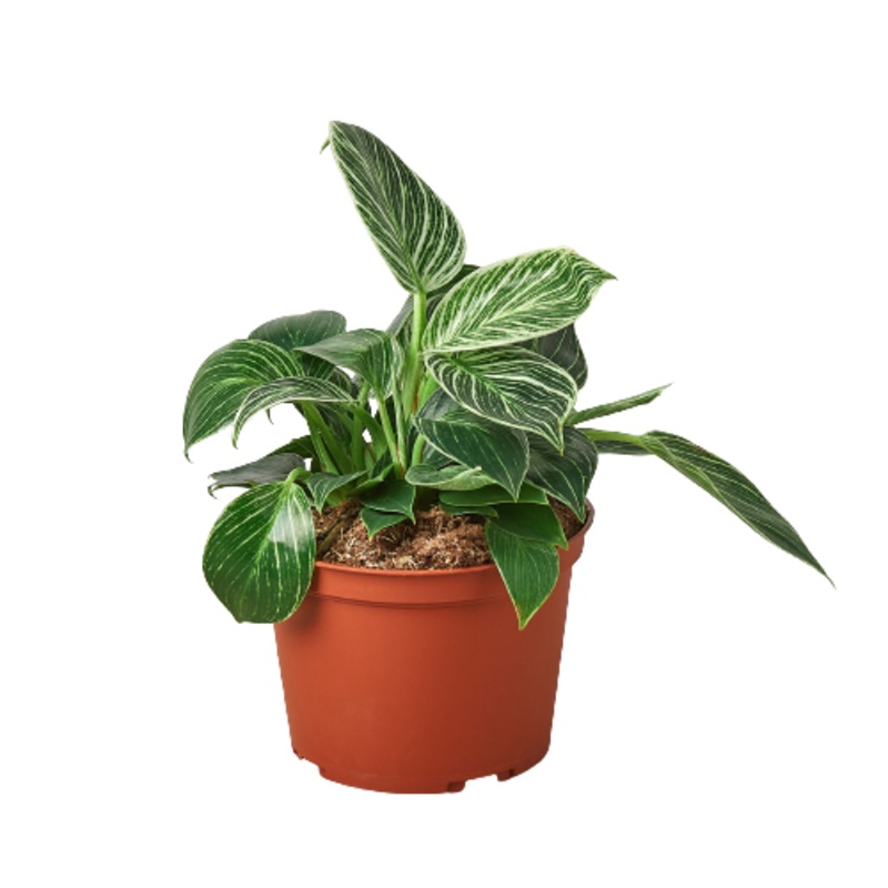 Philodendron ‘Birkin’ – 6 Pot – NURSERY POT ONLY