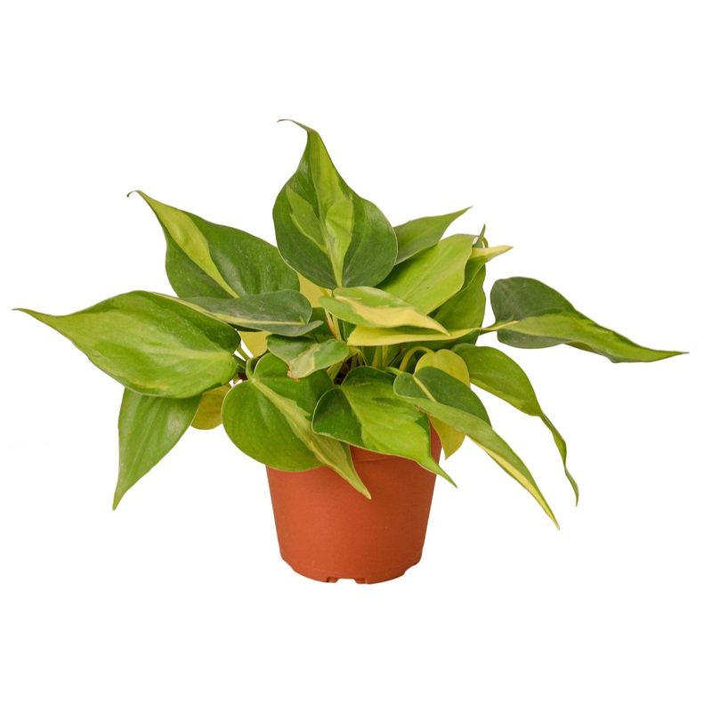 Philodendron ‘Brasil’ – 4 Pot – NURSERY POT ONLY