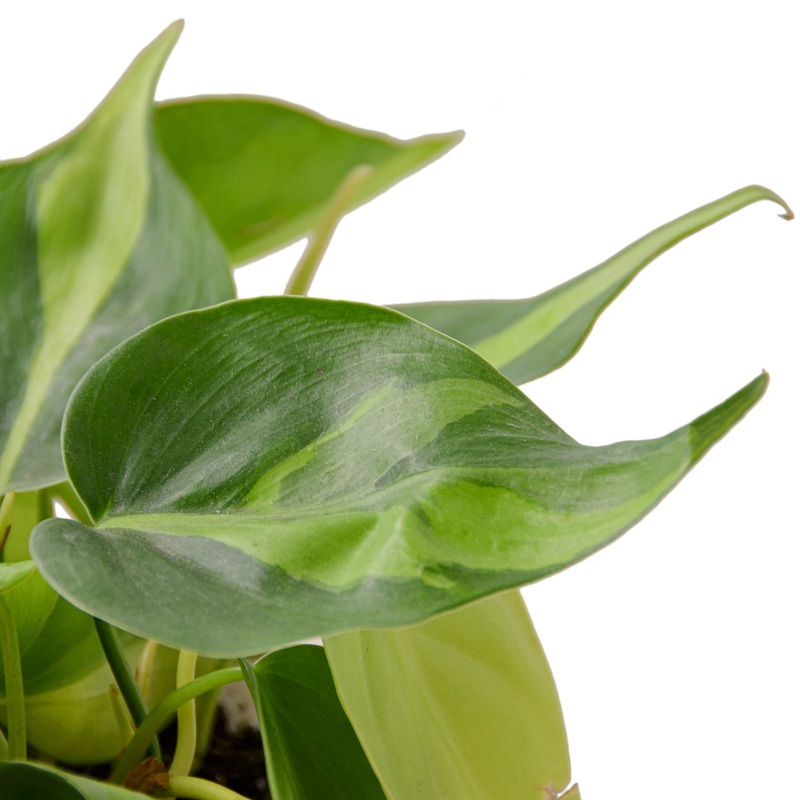 Philodendron ‘Brasil’ – 6 Pot – NURSERY POT ONLY