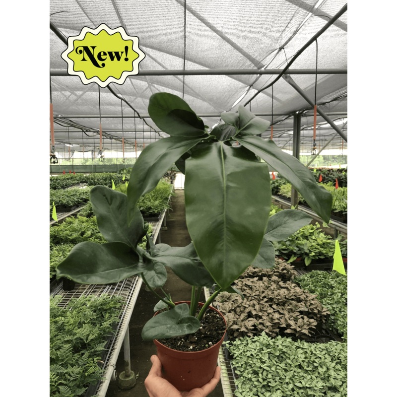 Philodendron ‘Goeldii’|6″ Pot