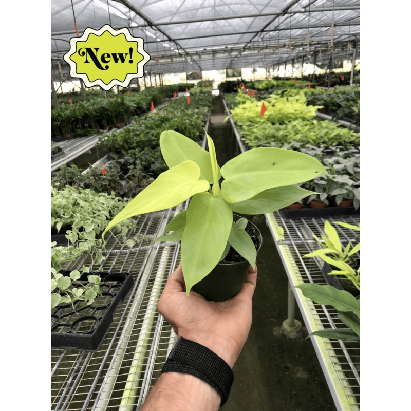 Philodendron ‘Gold Violin’|4″ Pot