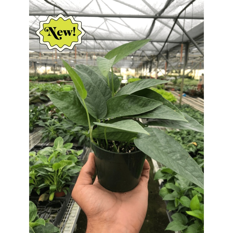 Pothos ‘Cebu Blue’|4″ Pot