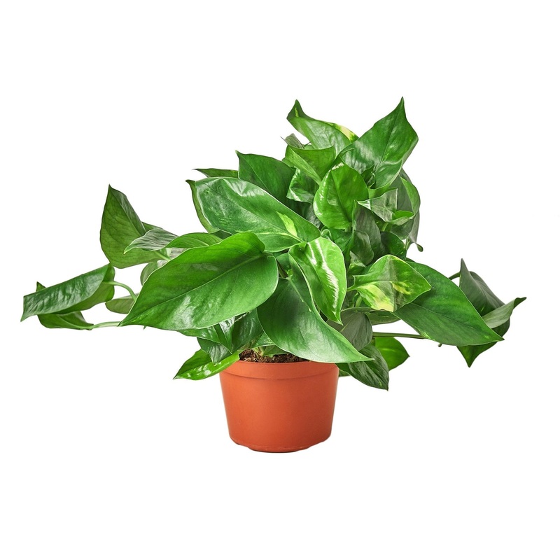 Pothos ‘Golden’ – 6 Pot – NURSERY POT ONLY