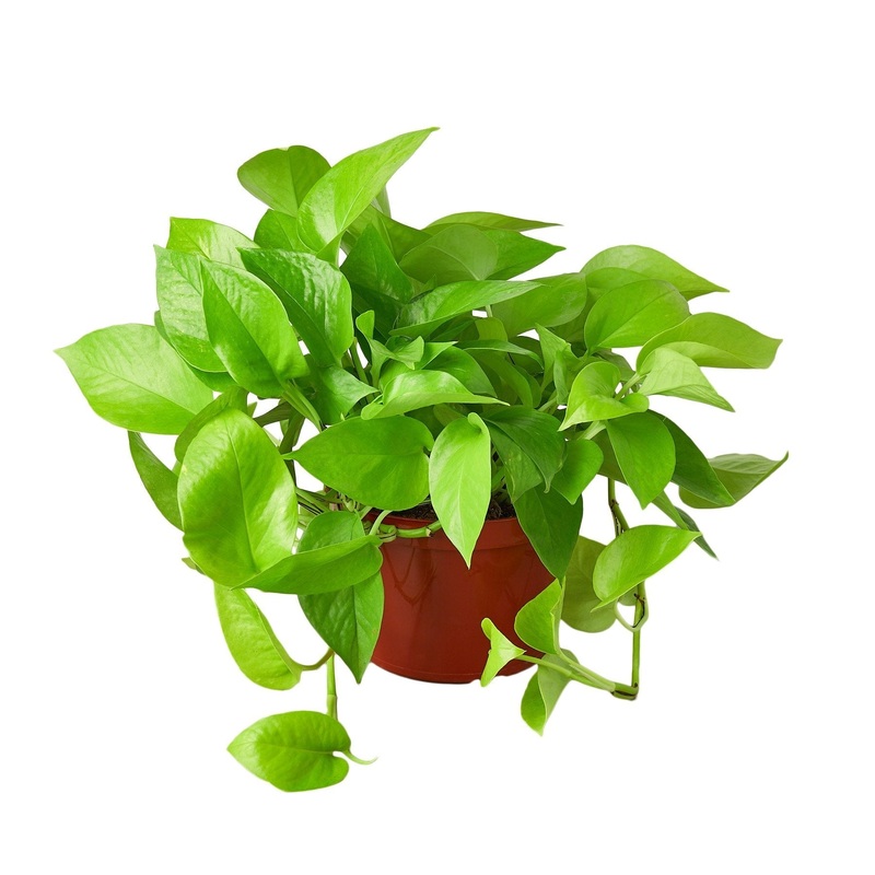 Pothos ‘Neon’ – 6 Pot – NURSERY POT ONLY